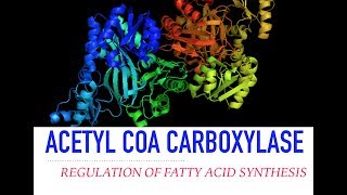 Acetyl CoA Carboxylase Regulation [upl. by Ezar]