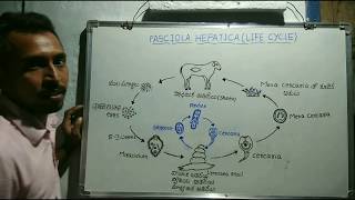 Fasciola hepatica class 2 life cycle [upl. by Yarised]