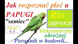 Jak rozpoznać płeć u PAPUGI ALEKSANDRETTY OBROŻNEJ  naszyjnikowej SAMIEC wiek ok 10 miesięcy [upl. by Brackely]