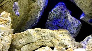 Aquarium Rocks by ARSTONE in the African cichlid tank [upl. by Lunn]