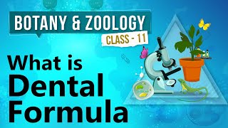 What Is Dental Formula  Human Digestive System  Biology Class 11 [upl. by Heymann]