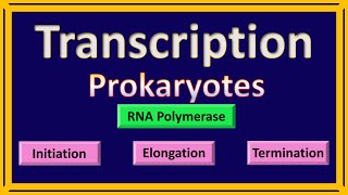 Transcription in Prokaryotes  Animated [upl. by Aratihc139]