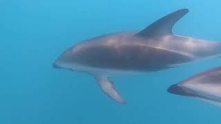 Dolphin Encounter Kaikoura New Zealand [upl. by Arrekahs719]