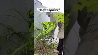 IKHTIAR KEPADA POKOK [upl. by Anev]