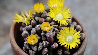 TITANOPSIS SUCCULENT PROPAGATION  CARE OF THE PLANT [upl. by Lemaceon]