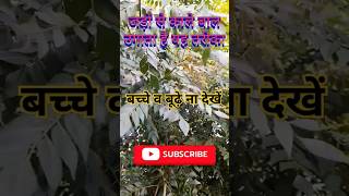 Murraya Koenigii मिटा नीम कड़ी पत्ता के फायदेCurry Leaves Benifits plants shorts [upl. by Garek234]