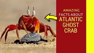 Atlantic Ghost Crab ghost crab pinch and hunting baby turtle [upl. by Oigimer]