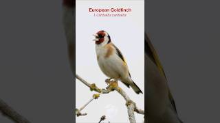 European Goldfinch singing on a hazy Summer morning shorts [upl. by Eibor]