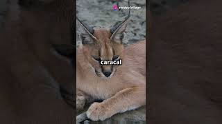 Mind Blowing Facts About Caracals facts animals caracal [upl. by Atinaj]