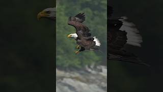 Eagle flys full speed through rain storm grabs a dying fish from the water and swallows it whole [upl. by Sarina]