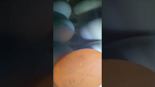 Video 12  How to incubate goose eggs  fertile  6 day checkup [upl. by Mercie883]