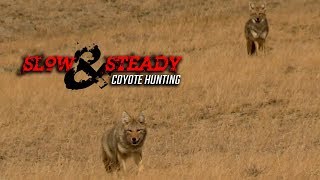 Slow and Steady  Coyote Hunting [upl. by Andromeda]