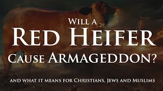 Will a Red Heifer Cause Armageddon [upl. by German]