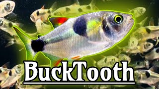 Bucktooth Tetra  Exodons Paradoxus Care Guide [upl. by Trask]