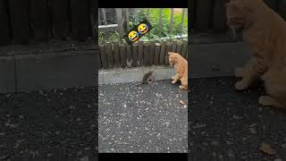 funny cat comedy videos 😂 funnymemes vairlvideo shortvairaltrendingshorts funnyshorts animals [upl. by Llekram]