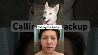 What’s your emergency🚨 husky dog funny siberianhusky puppy duet pushpress comedy [upl. by Allebara]