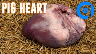 10000 Mealworms Eating Heart timelapse insecteating mealwormseating insects mealworms [upl. by Anyel238]