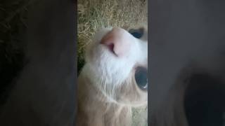 Sniff sniff cat kittytime cuteanimal kittycatvideosfunny cute nose shorts funny cutepet [upl. by Ovid]