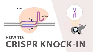 How to perform a CRISPR Knockin Experiment [upl. by Anelem]