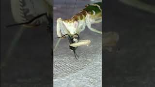 Praying mantis likes fly head shorts timelapse [upl. by Leahcimsemaj]