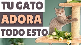 No te pierdas las 10 COSAS que los gatos AMAN [upl. by Nosredna]