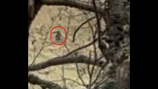 Umatilla Sasquatch Captured on Video [upl. by Ennairod190]