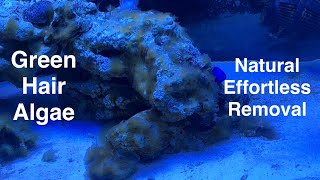 GHA Green Hair Algae Natural Effortless Removal 16 Days No Chemicals Saltwater Coral Reef Aquarium [upl. by Nawj]