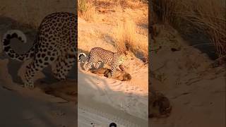 Leopard Kill Monkey shortvideo shortsfeed viralvideo [upl. by Rooke797]