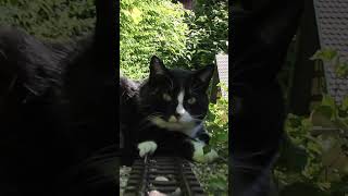 Zug stört beim Nickerchen  gartenbahn katze lgb [upl. by Miof Mela]