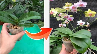 Magic water that makes orchids bloom [upl. by Sorazal687]