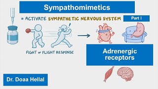 Sympathomimetics part I introduction adrenergic receptors [upl. by Noxid]