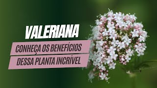 Conheça os Benefícios da Valeriana insonia dormirbem ansiedade plantasmedicinais [upl. by Dominica571]