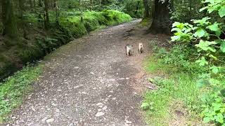 Charlie amp Peggy explore the woods around Loweswater [upl. by Aerdnac]