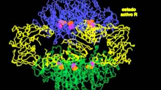 Aspartato transcarbamilasa Biología molecular [upl. by Berti]