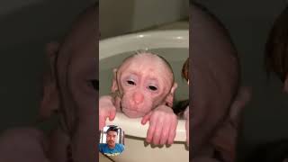 Amazing funny video of baby monkey falling into water and sleeping🐒🐒🦧🦧 [upl. by Kirschner]