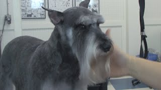 How to Groom a Schnauzer  DoItYourself Dog Grooming [upl. by Dotti465]