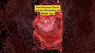 How Resistant Starch and Gut Microbiota Can Transform Weight Loss shorts shortsfeed fatloss [upl. by Addy]