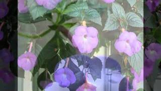 Achimenes2010wmv [upl. by Ankeny843]