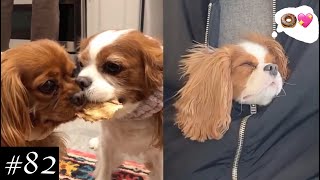 Meet Cavalier King Charles Spaniel Compilation  Dogs Videos [upl. by Iclek]