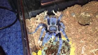 34 Molts Including ASeemanni Blue [upl. by Dickie]