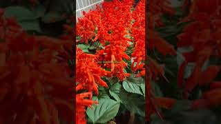 Red Salvia splendens or red flower plants for Autumn outdoor plants viralvideo shortsfeed viral [upl. by Trev]