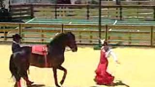 Caballo andaluz bailando sevillanas [upl. by Anialam]