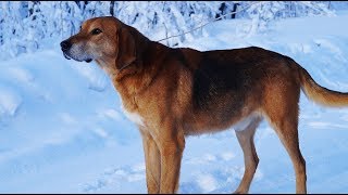 Зимняя охота на зайца с русскими гончими Баяном и дочкой Говорушей 7 мес вл Шатров ВА [upl. by Maclay906]