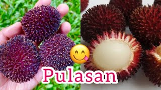 Pulasan fruit in kerala  pulasan [upl. by Anivram935]