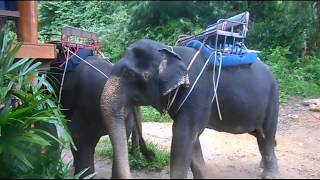 Thailanda ep11 Prietenii mei elefantii My friends elephants [upl. by Publus]