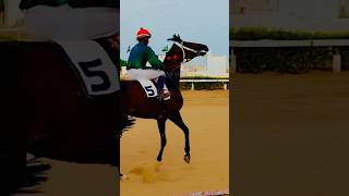 horseracing krc horselovers equestrian racehorse sports game karachiraceclub youtubeshorts [upl. by Schuster]