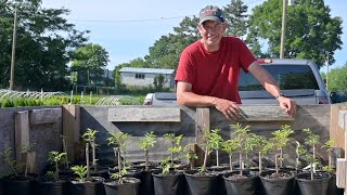 Potting Hydrangeas Perennials and Elderberries THE biggest time consumer in the nursery [upl. by Bright69]