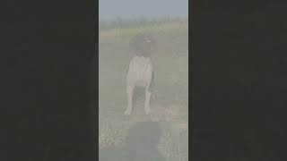 Pointer dog breed pointerdog dog doglover dogshorts doglife dogsofinstagram viralvideo fun [upl. by Garrard]