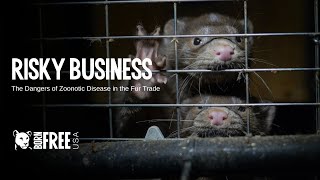 Webinar  Risky Business The Dangers of Disease Spread on Fur Farms zoonosis publichealth [upl. by Aiela]