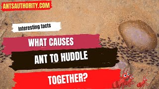 What Causes Ants To Huddle Together [upl. by Putscher735]